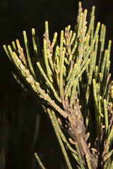Allocasuarina humilis