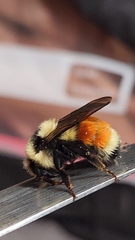 Bombus huntii