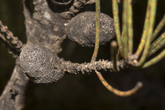Allocasuarina humilis