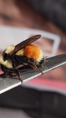 Bombus huntii