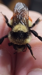 Bombus huntii