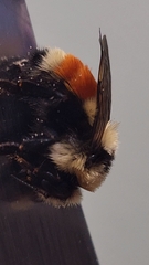 Bombus huntii
