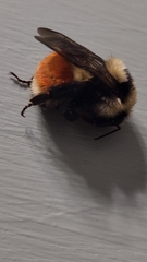 Bombus huntii