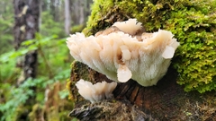 Gloiodon occidentalis