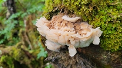 Gloiodon occidentalis