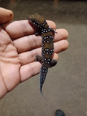 Hemidactylus triedrus