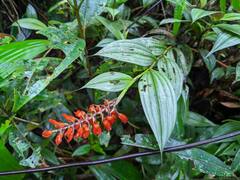 Elleanthus aurantiacus