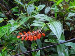 Elleanthus aurantiacus