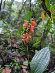 Elleanthus aurantiacus