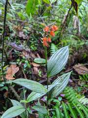 Elleanthus aurantiacus