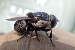 Cuterebra approximata