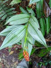 Elleanthus aurantiacus