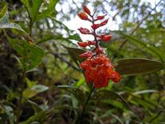Elleanthus aurantiacus
