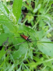 Stenocorus amurensis