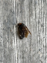 Scolia clypeata