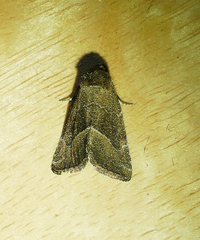 Plagiomimicus spumosum