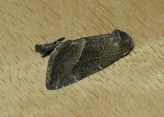 Plagiomimicus spumosum