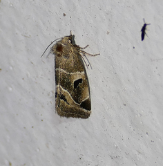 Plagiomimicus triplagiatus