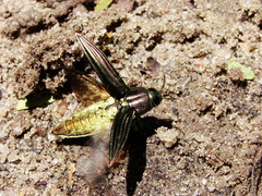 Pelecopselaphus