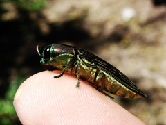Pelecopselaphus