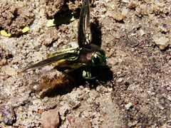 Pelecopselaphus