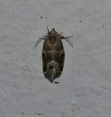 Plagiomimicus triplagiatus