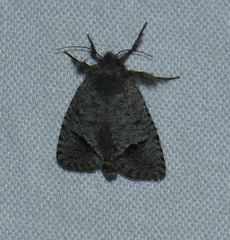 Acrolophus filicicornis