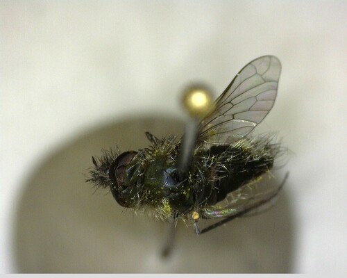 iNaturalist observation photo of Conophorus