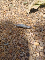 Eutropis macularia