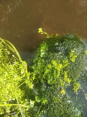 Marchantia polymorpha montivagans