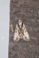 Hyppa contrasta