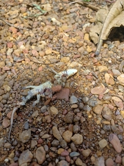Eutropis macularia