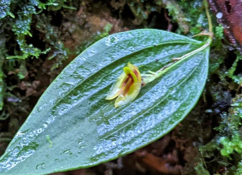 Lepanthes montezumae
