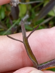 Castilleja hyperborea
