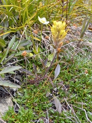 Castilleja hyperborea