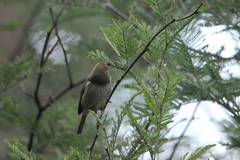 Acanthiza ewingii ewingii