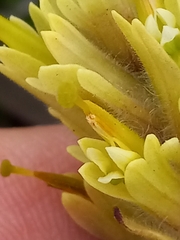 Castilleja hyperborea