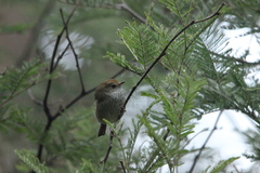 Acanthiza ewingii ewingii