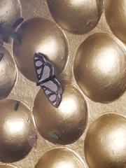 Glyphodes quadrimaculalis