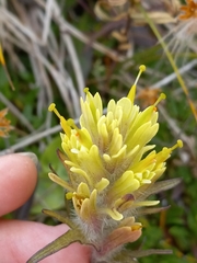 Castilleja hyperborea