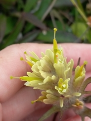 Castilleja hyperborea