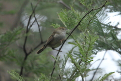 Acanthiza ewingii ewingii