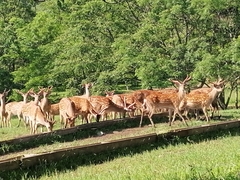 Cervus nippon mantchuricus