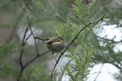 Acanthiza ewingii ewingii