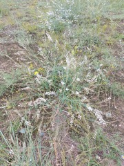 Astragalus melilotoides