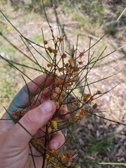 Acacia granitica