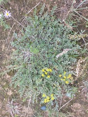 Astragalus scaberrimus