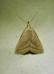 Macrochilo absorptalis