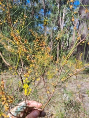 Acacia granitica
