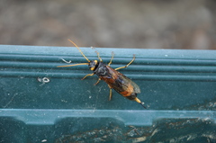 Urocerus flavicornis
